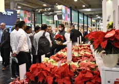 A lot of interest for the poinsettias of Selecta one.